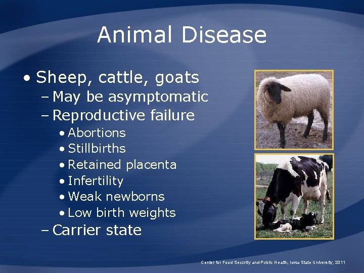 Animal Disease • Sheep, cattle, goats – May be asymptomatic – Reproductive failure •