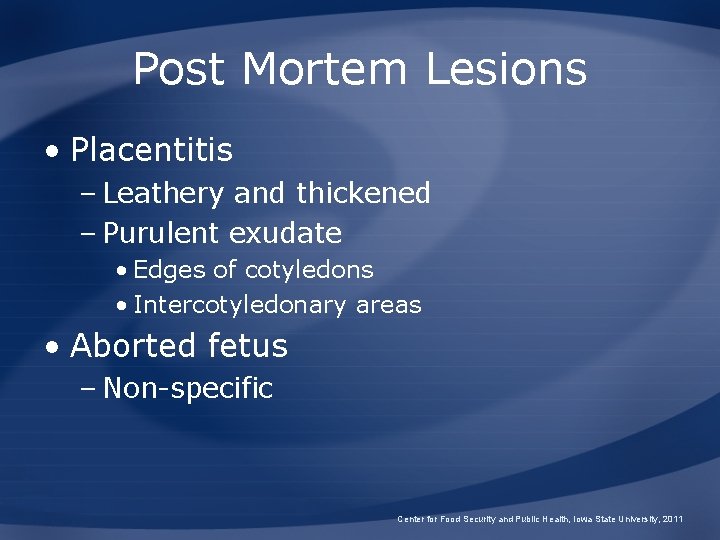 Post Mortem Lesions • Placentitis – Leathery and thickened – Purulent exudate • Edges