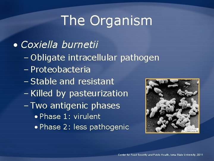 The Organism • Coxiella burnetii – Obligate intracellular pathogen – Proteobacteria – Stable and