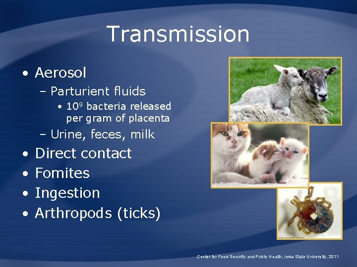 Transmission • Aerosol – Parturient fluids • 109 bacteria released per gram of placenta