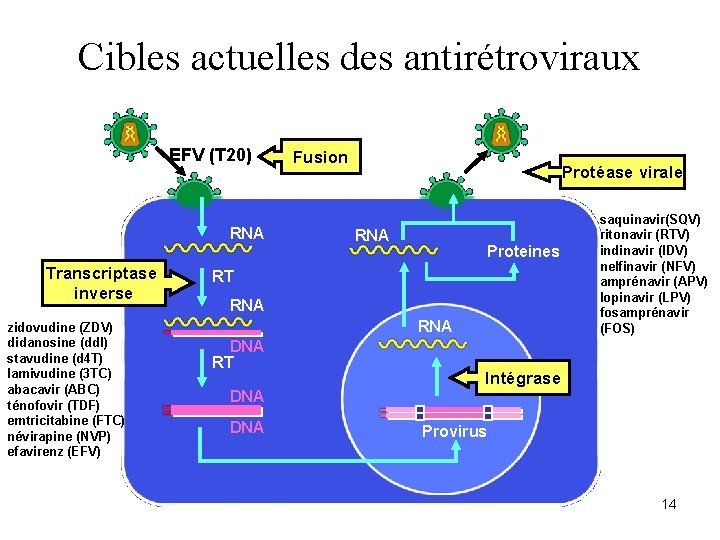 Cibles actuelles des antirétroviraux EFV (T 20) RNA Transcriptase inverse zidovudine (ZDV) didanosine (dd.