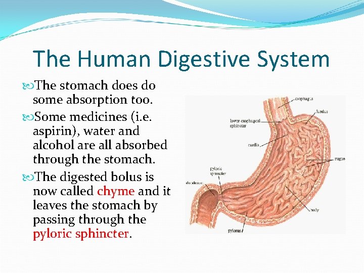 The Human Digestive System The stomach does do some absorption too. Some medicines (i.