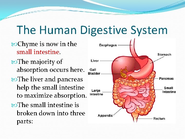 The Human Digestive System Chyme is now in the small intestine. The majority of