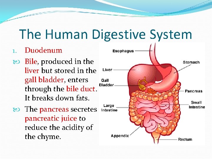 The Human Digestive System 1. Duodenum Bile, produced in the liver but stored in