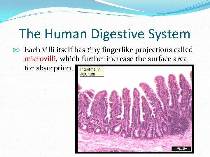 The Human Digestive System Each villi itself has tiny fingerlike projections called microvilli, which