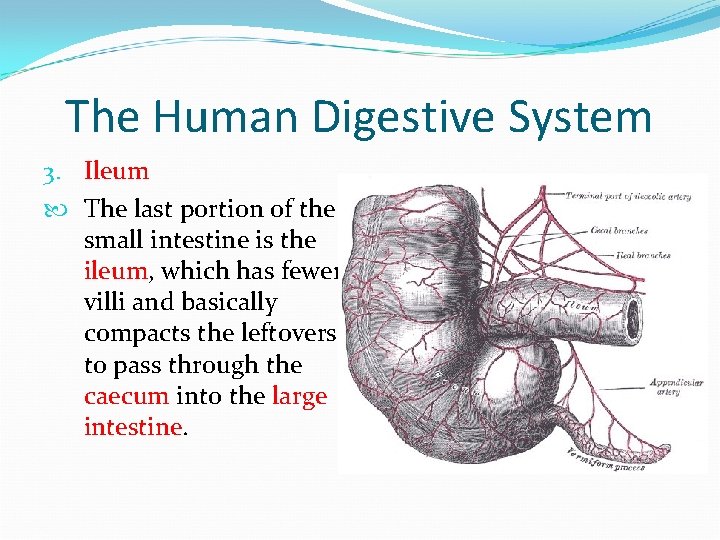 The Human Digestive System 3. Ileum The last portion of the small intestine is