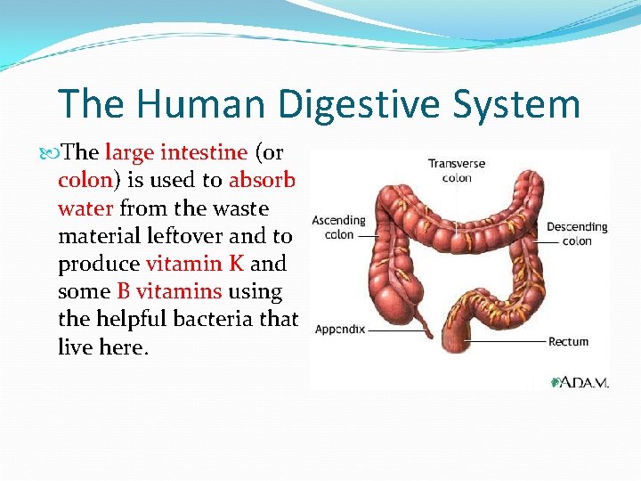 The Human Digestive System The large intestine (or colon) is used to absorb water