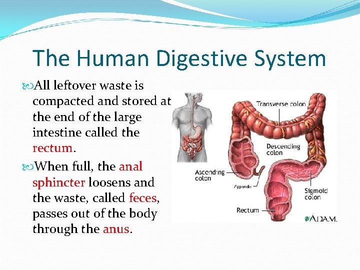 The Human Digestive System All leftover waste is compacted and stored at the end