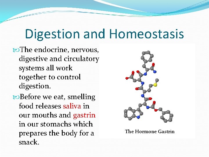 Digestion and Homeostasis The endocrine, nervous, digestive and circulatory systems all work together to