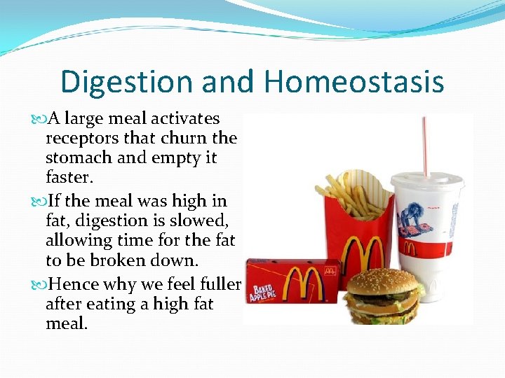 Digestion and Homeostasis A large meal activates receptors that churn the stomach and empty