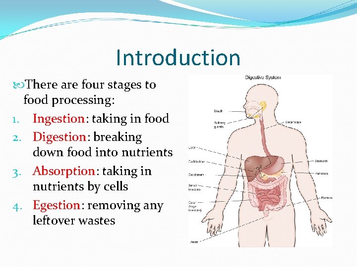 Introduction There are four stages to food processing: 1. Ingestion: taking in food 2.
