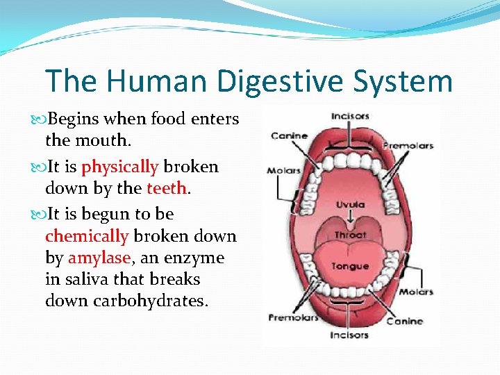 The Human Digestive System Begins when food enters the mouth. It is physically broken