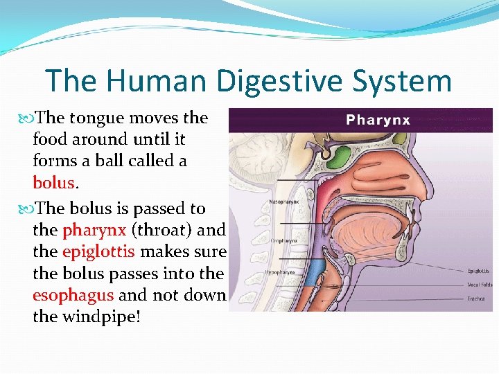 The Human Digestive System The tongue moves the food around until it forms a