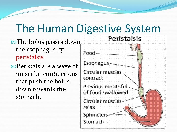 The Human Digestive System The bolus passes down the esophagus by peristalsis. Peristalsis is