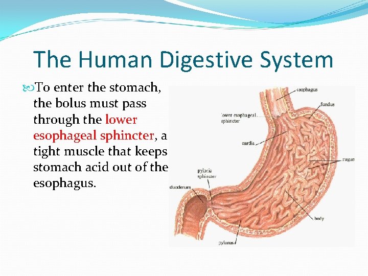 The Human Digestive System To enter the stomach, the bolus must pass through the