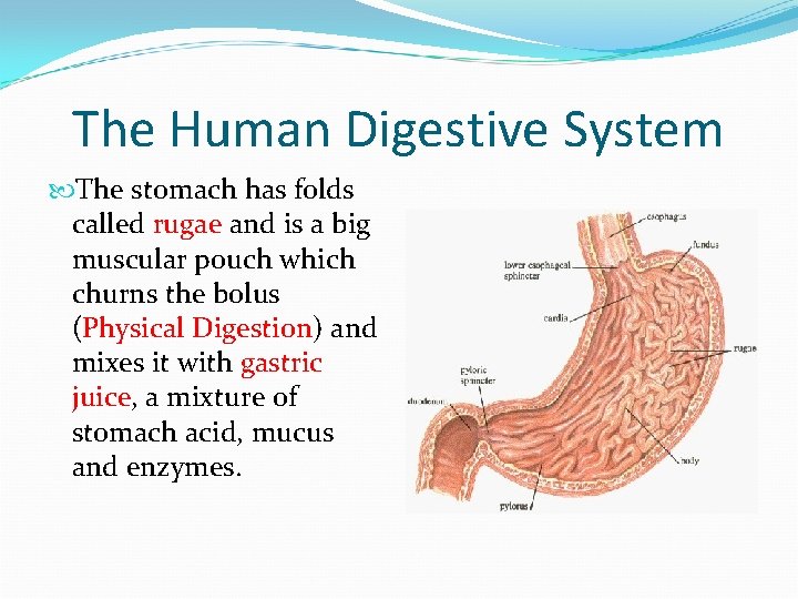 The Human Digestive System The stomach has folds called rugae and is a big