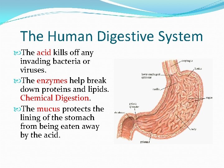 The Human Digestive System The acid kills off any invading bacteria or viruses. The