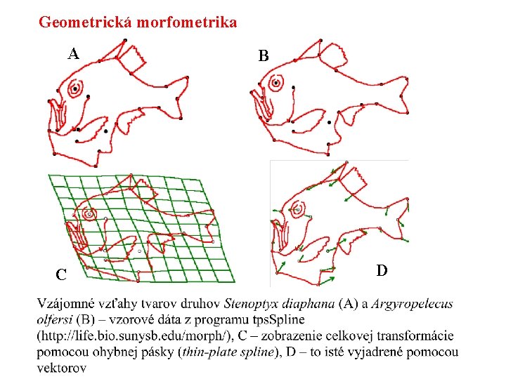 Geometrická morfometrika A C B D 
