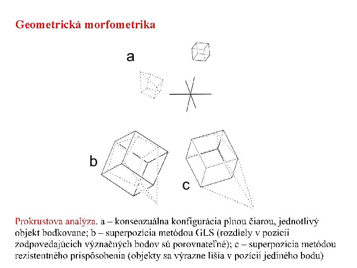 Geometrická morfometrika 