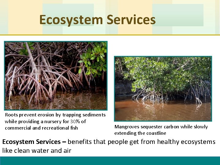 Ecosystem Services Roots prevent erosion by trapping sediments while providing a nursery for 30%