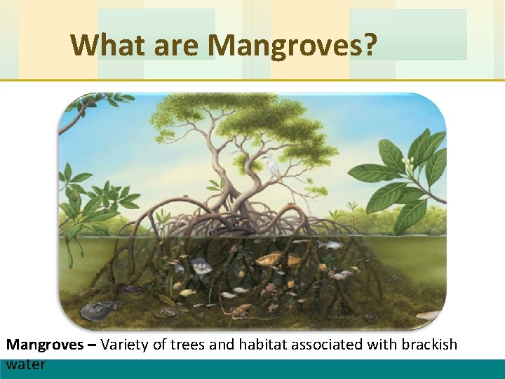What are Mangroves? Mangroves – Variety of trees and habitat associated with brackish water