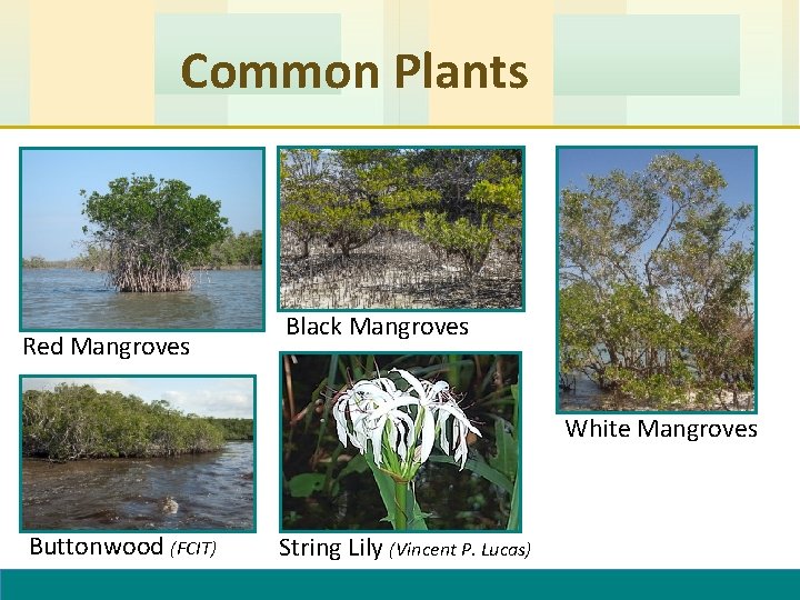 Common Plants Red Mangroves Black Mangroves White Mangroves Buttonwood (FCIT) String Lily (Vincent P.