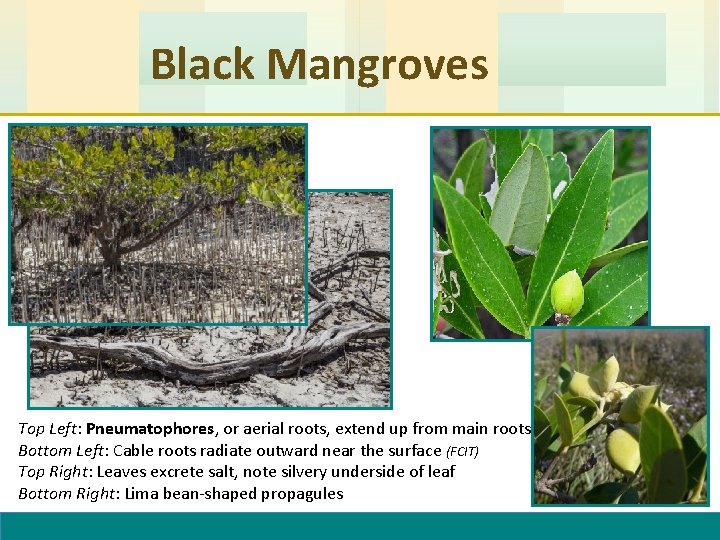 Black Mangroves Top Left: Pneumatophores, or aerial roots, extend up from main roots Bottom