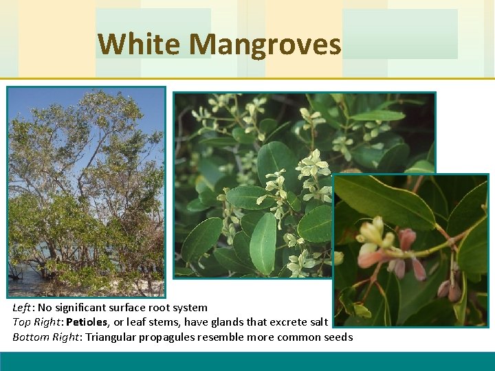 White Mangroves Left: No significant surface root system Top Right: Petioles, or leaf stems,