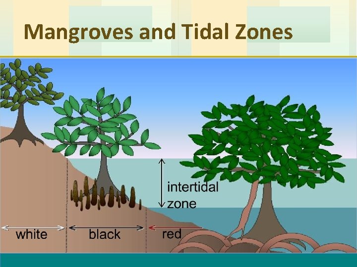 Mangroves and Tidal Zones 