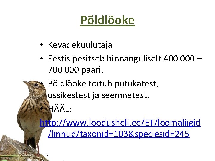 Põldlõoke • Kevadekuulutaja • Eestis pesitseb hinnanguliselt 400 000 – 700 000 paari. •
