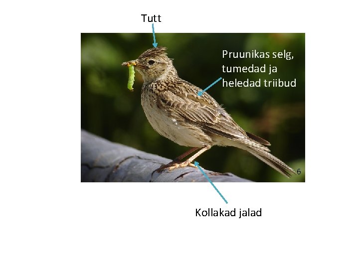 Tutt Pruunikas selg, tumedad ja heledad triibud 6 Kollakad jalad 