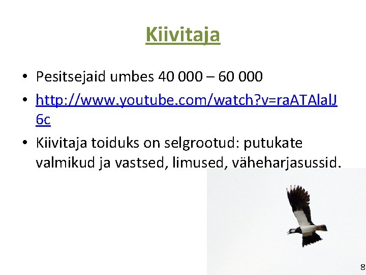 Kiivitaja • Pesitsejaid umbes 40 000 – 60 000 • http: //www. youtube. com/watch?