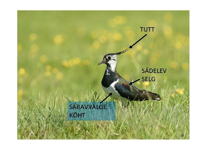 TUTT SÄDELEV SELG SÄRAVVALGE KÕHT 9 