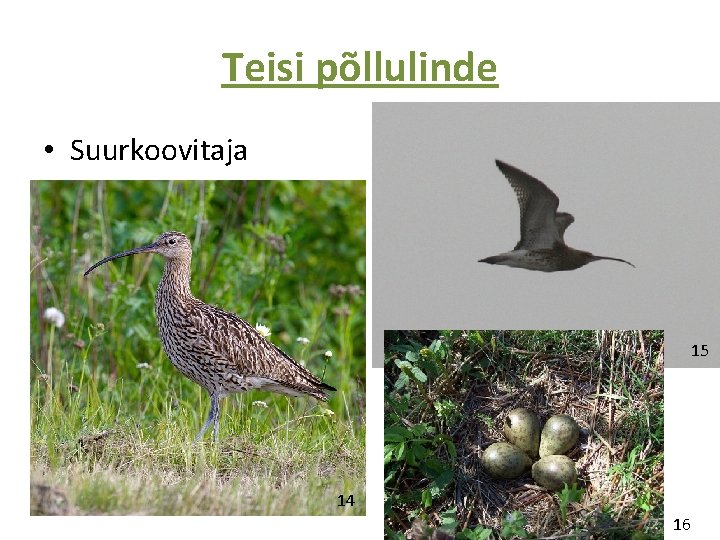 Teisi põllulinde • Suurkoovitaja 15 14 16 