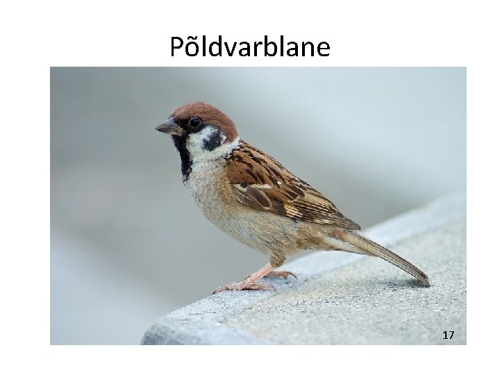 Põldvarblane 17 