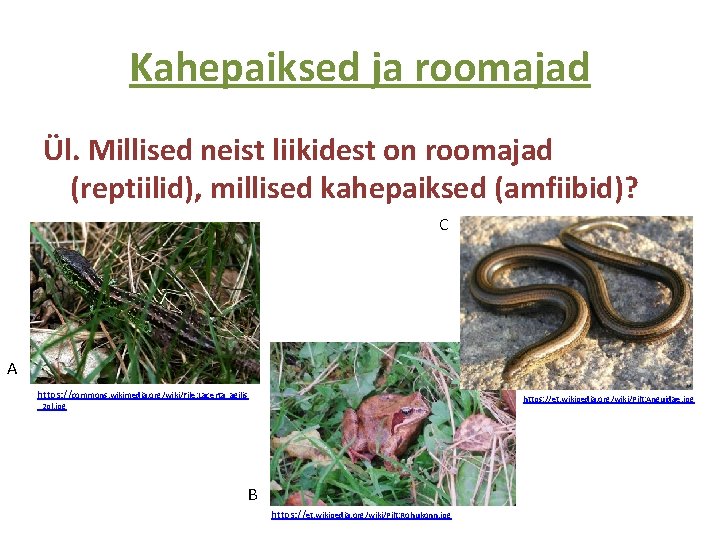 Kahepaiksed ja roomajad Ül. Millised neist liikidest on roomajad (reptiilid), millised kahepaiksed (amfiibid)? C