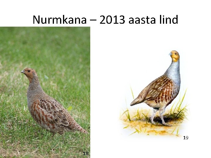 Nurmkana – 2013 aasta lind 19 18 