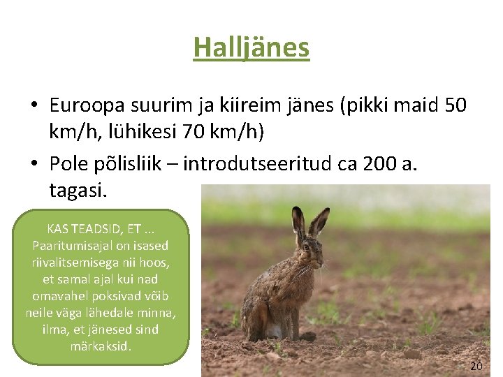 Halljänes • Euroopa suurim ja kiireim jänes (pikki maid 50 km/h, lühikesi 70 km/h)