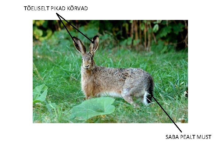 TÕELISELT PIKAD KÕRVAD SABA PEALT MUST 
