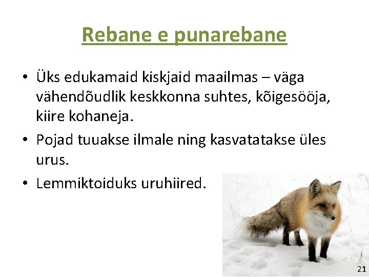 Rebane e punarebane • Üks edukamaid kiskjaid maailmas – väga vähendõudlik keskkonna suhtes, kõigesööja,