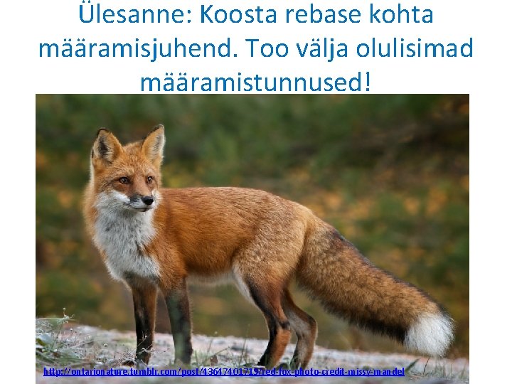 Ülesanne: Koosta rebase kohta määramisjuhend. Too välja olulisimad määramistunnused! http: //ontarionature. tumblr. com/post/43647401719/red-fox-photo-credit-missy-mandel 