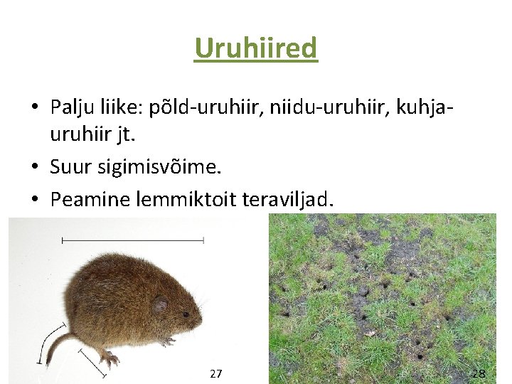 Uruhiired • Palju liike: põld-uruhiir, niidu-uruhiir, kuhjauruhiir jt. • Suur sigimisvõime. • Peamine lemmiktoit