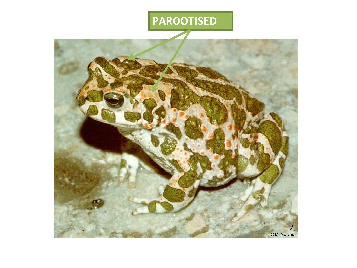 PAROOTISED 2 