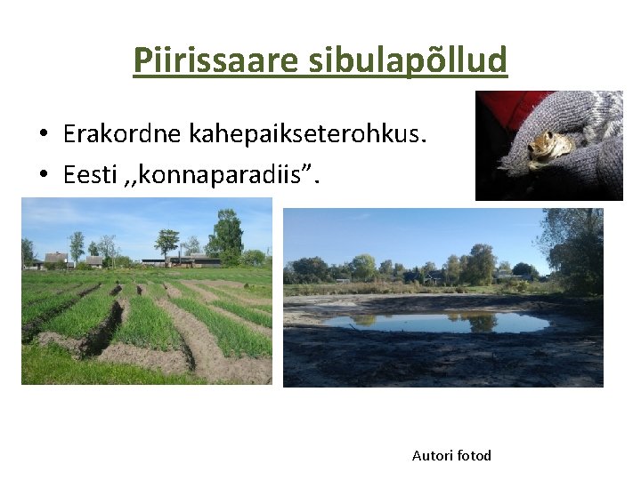 Piirissaare sibulapõllud • Erakordne kahepaikseterohkus. • Eesti , , konnaparadiis”. Autori fotod 