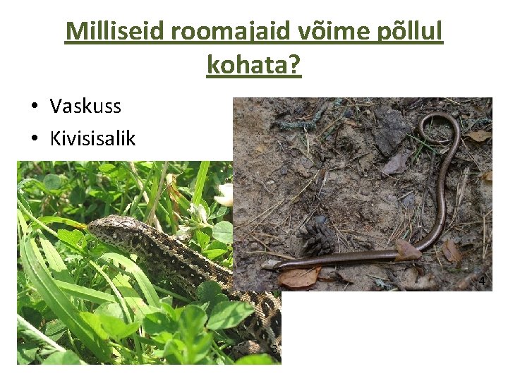 Milliseid roomajaid võime põllul kohata? • Vaskuss • Kivisisalik 4 3 
