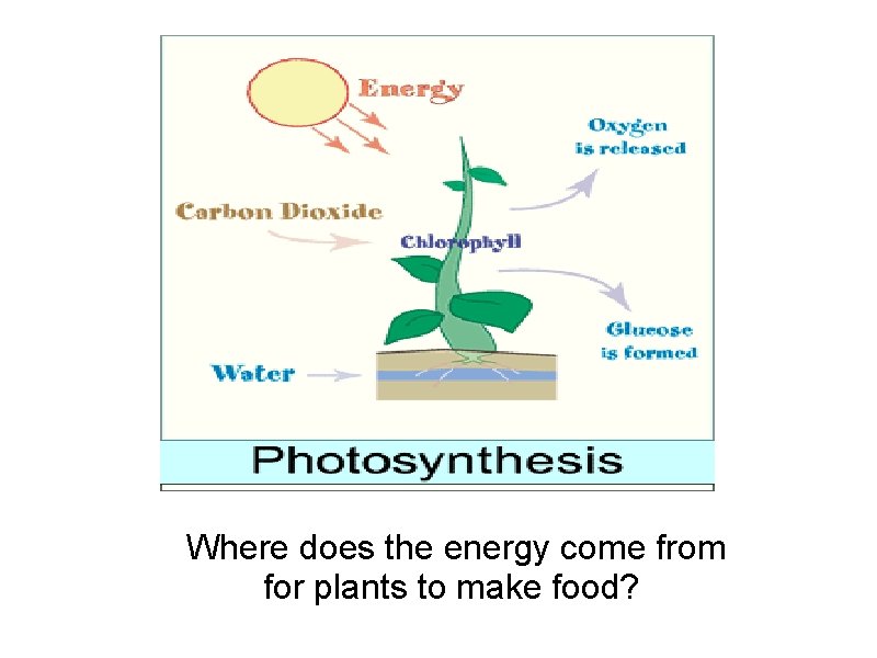 Where does the energy come from for plants to make food? 