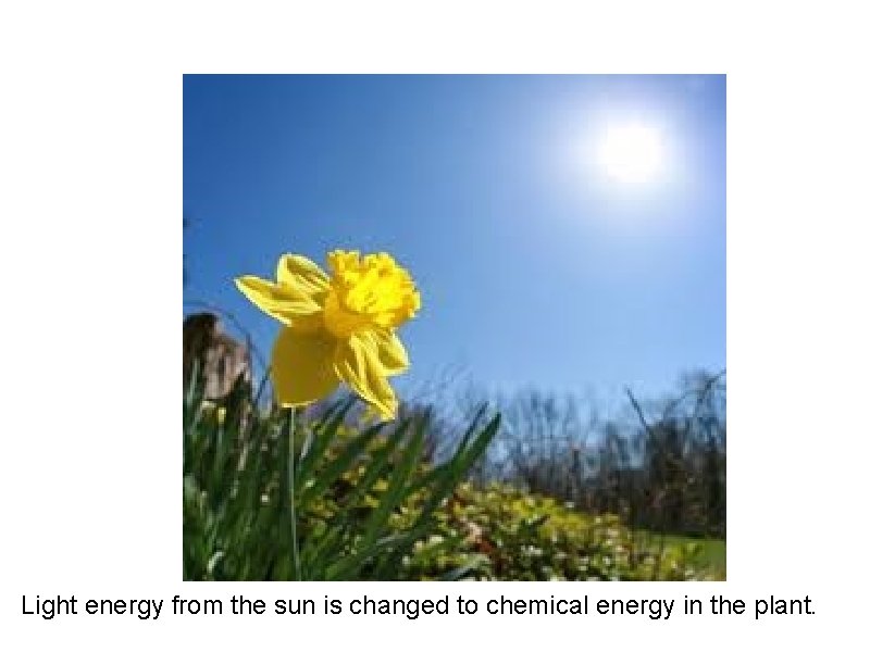 Light energy from the sun is changed to chemical energy in the plant. 