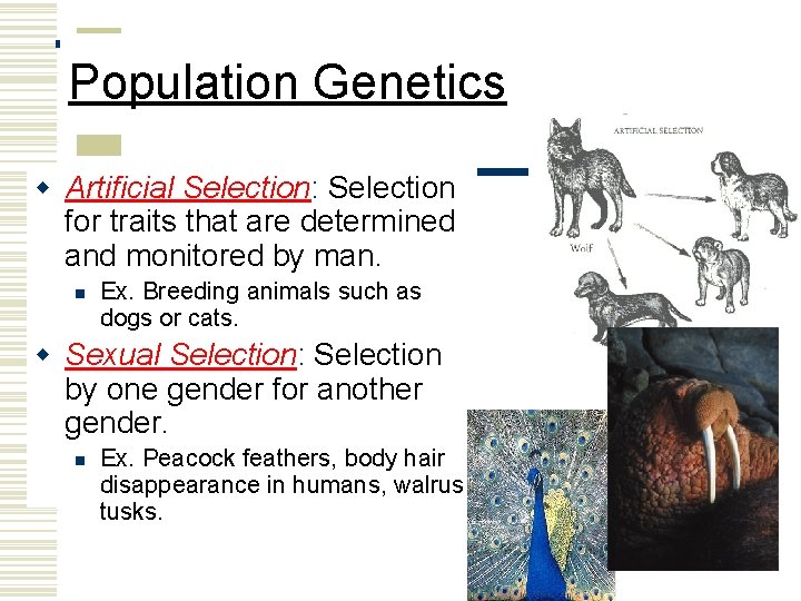Population Genetics w Artificial Selection: Selection for traits that are determined and monitored by