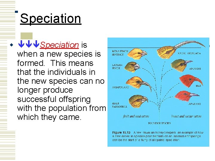 Speciation w Speciation is when a new species is formed. This means that the