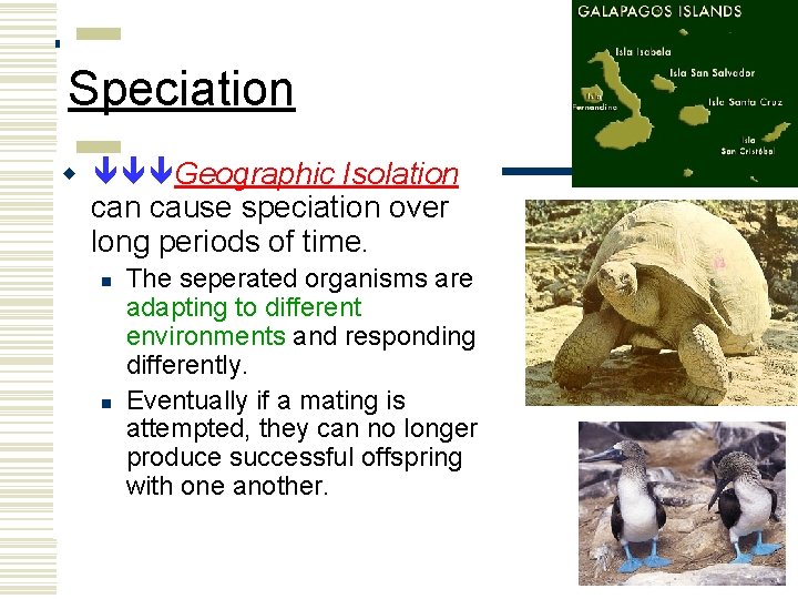 Speciation w Geographic Isolation cause speciation over long periods of time. n n The
